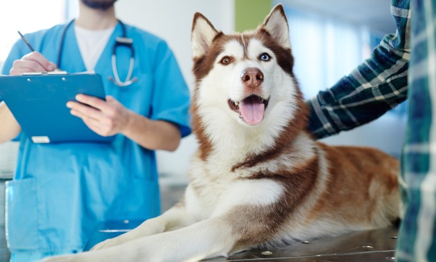 canadian vet clinic service